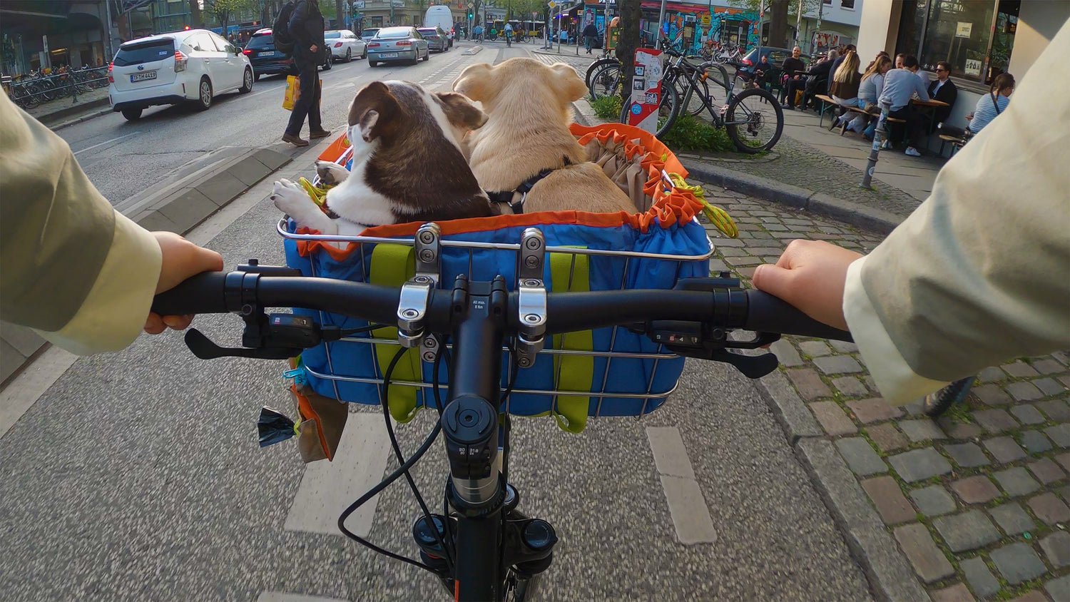 Fahrradfahren mit Hund: Sicher im Fahrradkorb trainieren