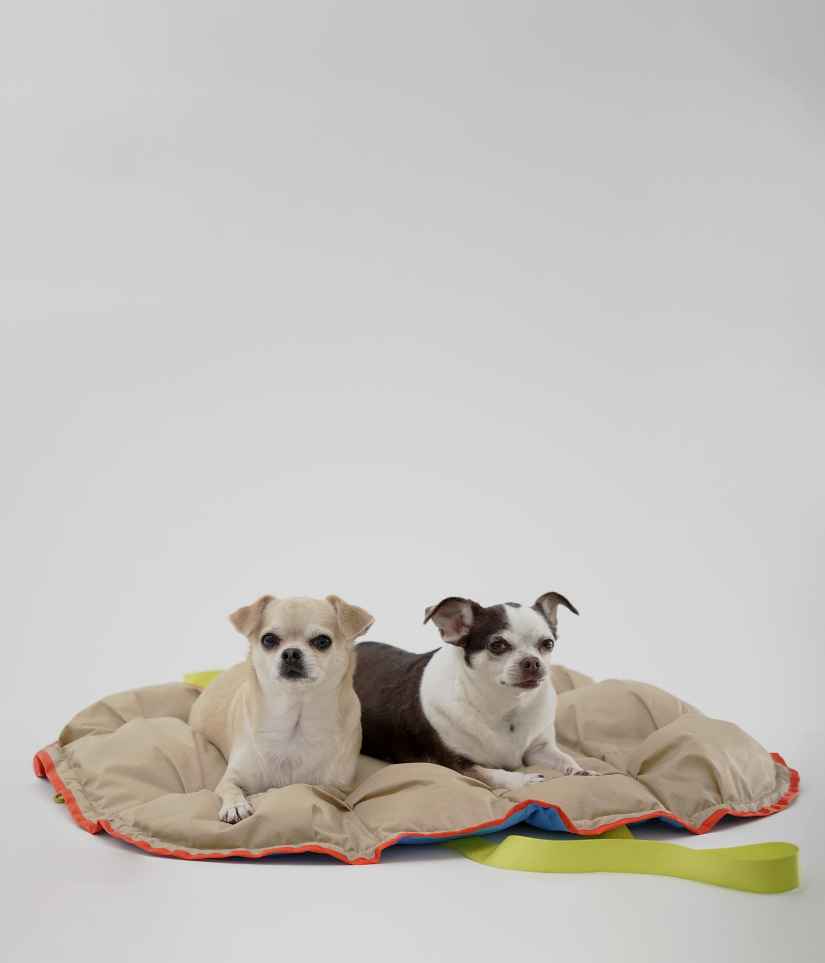 Gepolsterte Einlage des FlyingBodo Hundefahrradkorbs als Decke genutzt