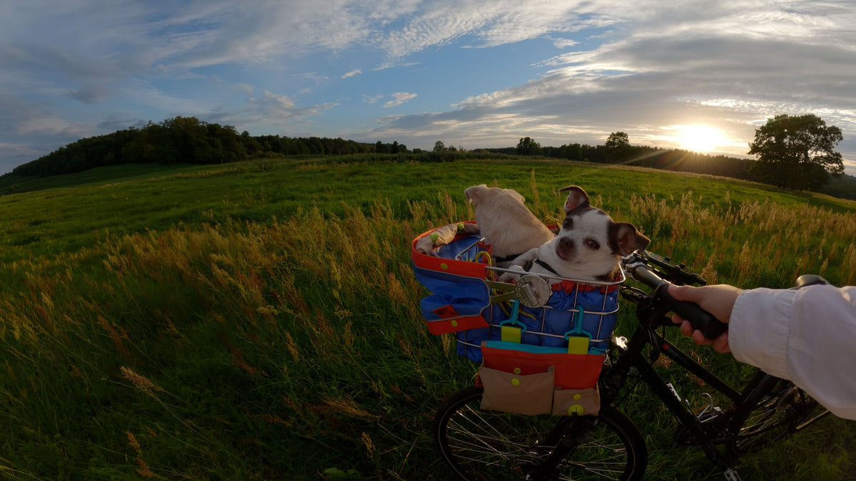 Fahrradfahren mit Hund im Herbst: Was gilt es zu beachten?