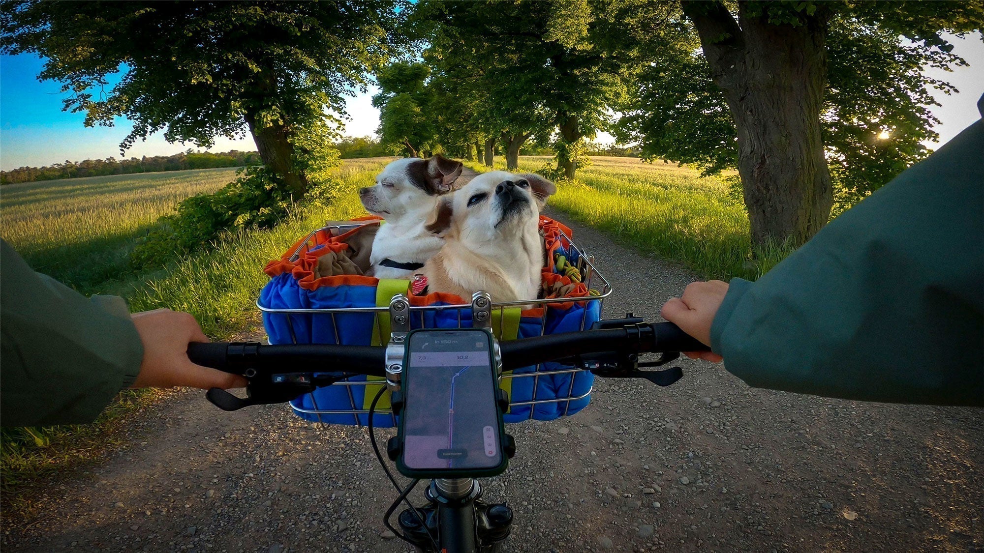 Hund an den Hundefahrradkorb gewöhnen – Die komplette Schritt-für-Schritt-Anleitung