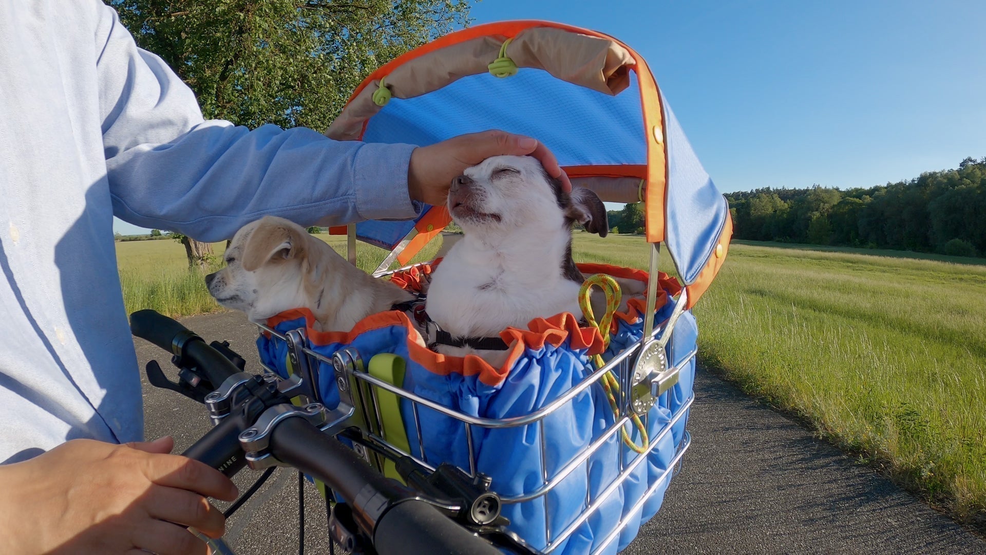 Hundefahrradkorb im Sommer: Die 5 größten Fehler bei Hitze